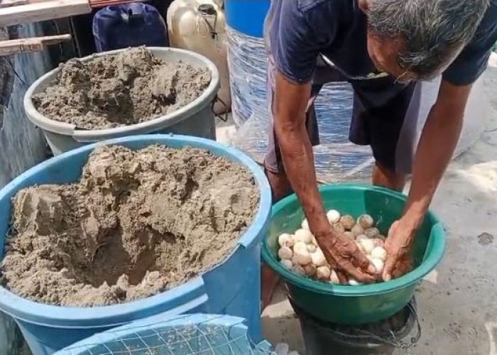 280 Telur Ditemukan, Penyu Kembali Bertelur di Pekik Nyaring Setelah Sempat Menghilang Terdampak Abrasi