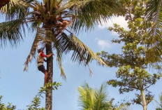 Harga Kelapa Tua Meroket Hingga Rp15 Ribu, Pedagang Keluhkan Pasokan Menipis