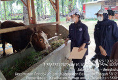Lonjakan Tajam! Hewan Kurban Bengkulu Tengah Meningkat Signifikan di 2025
