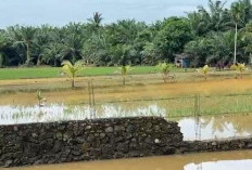 Ratusan Hektare Sawah di Desa Sri Kuncoro Terendam Banjir, Padi Petani Mulai Membusuk