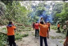 Pemangkasan Pohon di Jalur Liku Sembilan Masuk Bengkulu Tengah, Lalu Lintas Diberlakukan Buka Tutup