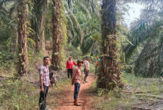 Jalan Usaha Tani Desa Talang Boseng Sepanjang 1 Kilometer Segera Dibangun