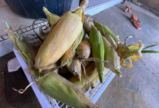 Jelang Tahun Baru, Harga Jagung Rp6.000 per Kg