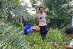 BREAKING NEWS: Jelang Waktu Berbuka Puasa, Seekor Sapi di Bengkulu Tengah Ditemukan Mati Diduga Diracuni