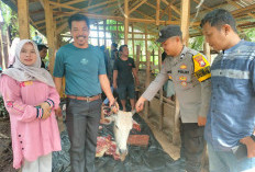 Pemerintah Desa Padang Tambak Gelar Pemotongan Sapi, Daging Dijual Murah ke Warga