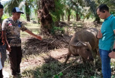 Sejumlah Ternak Kerbau Warga Desa Kembang Ayun Mati Mendadak, Dewan Minta Tim Kesehatan Turun