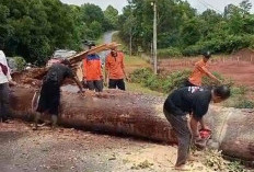 Pohon Besar Tumbang di Desa Tanjung Terdana, Sempat Tutupi Akses Jalan Selama 3 Jam