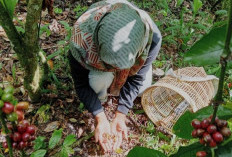 Harga Kopi Anjlok, Petani Bengkulu Tengah Terancam Merugi