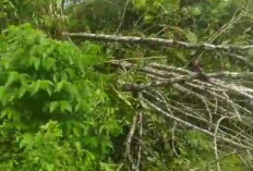 11 Jam Listrik Padam Akibat Batang Pohon Timpa Jalur Jaringan, PLN Minta Warga Bebaskan Pangkas Tanam Tumbuh 