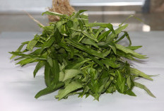 3 Manfaat Kangkung yang Ampuh Cegah Serangan Penyakit Mematikan Ini