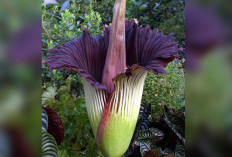 Langka! Bunga Kibut Tumbuh di Halaman Rumah Warga Desa Pekik Nyaring