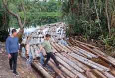 Satgas PKH Kejagung Tak Boleh Gentar Sikat Mafia Pembalakan Liar