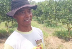 Viral di Media Sosial, Kebun Jeruk Petik Sendiri di Bengkulu Tengah Jadi Destinasi Favorit Baru