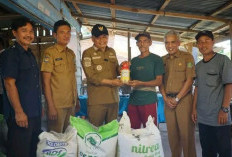 Tepati Janji! 30 Ton Pupuk Gratis Disalurkan ke Poktan di Kecamatan Pondok Kubang dan Pematang Tiga