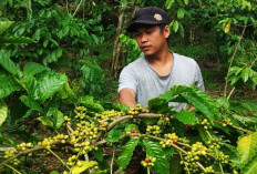 Harga Kopi Capai Rp 58 Ribu per Kg, Musim ini Petani Sujud Syukur