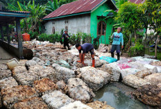 Harga Karet di Bengkulu Tengah Mulai Stabil, Kini Berkisar Rp12.500 – Rp13.000 per Kg