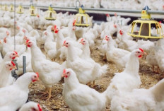 Program Ketahanan Pangan, Pemdes Srikaton Budidayakan 1.200 Ekor Ayam
