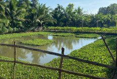 Panen Ikan Nila di Desa Taba Teret Dijadwalkan Akhir November