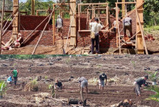 Akses Kesehatan Diperkuat, Desa Kelindang Bangun Polindes dan Budidaya Cabe