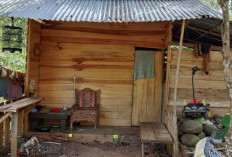 Masih Tinggal di Rumah Papan, Warga Kurang Mampu Ini Butuh Perhatian Pemkab Bengkulu Tengah 