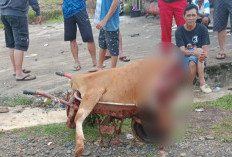 Pencurian Hewan Ternak Marak di Dusun Baru I, Satu Ekor Sapi Ditemukan Terpotong