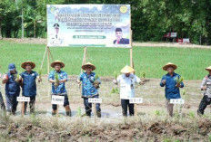 Gerakan Tanam Serentak 430 Hektare Sawah, Wujudkan Peningkatan Hasil Pertanian Bengkulu Tengah