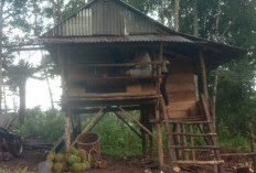 Nikmati Malam Menunggu Durian Jatuh, Wisata Kebun Durian Hanya dengan Rp250.000