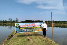 Realisasi Dana Desa Pondok Kelapa, 150 Ribu Bibit Ikan Nila Disebar, Pembangunan Jalan Rabat Beton Prioritas