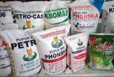 Anggaran Capai Rp5,5 Miliar, Empat Kelompok Tani di Bengkulu Tengah Nikmati Bantuan Pupuk dan Pestisida