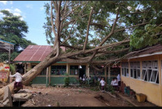 Lengan 1 Personel BPBD Alami Luka Robek Ketika Evakuasi Pohon Beringin Timpa Atap Kelas SDN 2 Bengkulu Tengah