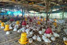 Bisnis Ayam Potong di Bengkulu Tengah Menjanjikan, Cuan Sekali Panen Tembus Puluhan Juta Rupiah