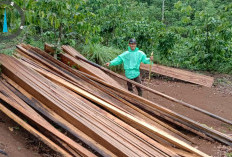 KPHL Ungkap Aktivitas Ilegal Logging, Temukan Puluhan Balok Kayu di Kawasan Hutan Lindung