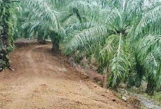 Karya Bakti TNI Rampungkan Pembukaan Jalan Desa Harapan Sepanjang 1,9 KM