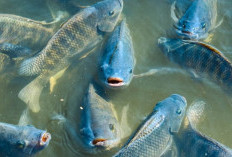 Ikan Nila Jadi Pilihan Ketahanan Pangan Desa Taba Pasemah 
