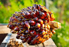 Petani Sawit Bengkulu Tengah Mulai Tersenyum, Harga TBS Berangsur Membaik