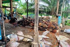 Harga TBS Kelapa Sawit Beranjak Naik, Tapi Belum Sentuh Rp 3.000 per Kg