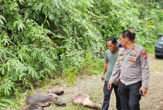 Bikin Geger, Potongan Tubuh Kerbau Ditemukan Berserakan di Tengah Jalan Desa Kelindang Bengkulu Tengah
