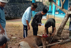 Semarak Pemotongan Hewan Kurban di Desa Wilayah Bengkulu Tengah, Begini Penampakannya