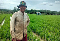 Dua Tahun Vakum, Petani Dusun Baru Kembali Garap Sawah Pasca Perbaikan Irigasi