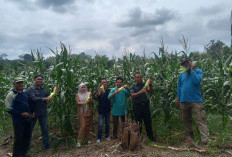 5 Ton Jagung Berhasil Dipanen, Pemdes Renah Semanek Bagikan Cuma-cuma ke Masyarakat