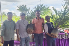 Program Replanting Sawit Sasar 260 Hektare Lahan di Bengkulu Tengah, 2 Kelompok Tani Kebagian Bibit Tahap Awal