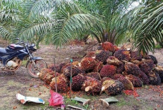 Harga TBS Kelapa Sawit Meningkat, Segini Harganya