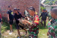 Pelestarian Buaya Muara oleh BKSDA Provinsi Diapresiasi, Masyarakat Diimbau Tetap Waspada