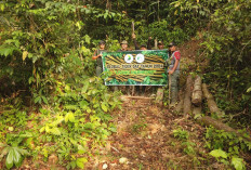 Patroli Kawasan Hutan Lindung Bengkulu Tengah, KPHL Temukan 2 Jerat Satwa