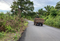 Tumbuhan Liar Masuk Bahu Jalan Taba Lagan - Pagar Gunung, Kades: Kami Menunggu Instruksi Camat 