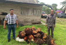 Diduga Maling Kelapa Sawit, Pria 21 Tahun Ditangkap Polisi