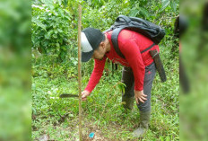 26 Ribu Bibit Ditanam di Hutan Lindung Bukit Daun Bengkulu Tengah