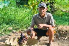 Bunga Bangkai Tumbuh di Perkarangan Kebun Warga Desa Nakau, Begini Penampakannya