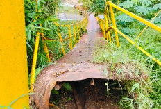 Akses ke Sawah Terputus, Petani Taba Penanjung Terancam Rugi Panen