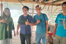 Program Ketapang, 1.000 Bibit Ayam Broiler Dibudidayakan di Desa Harapan